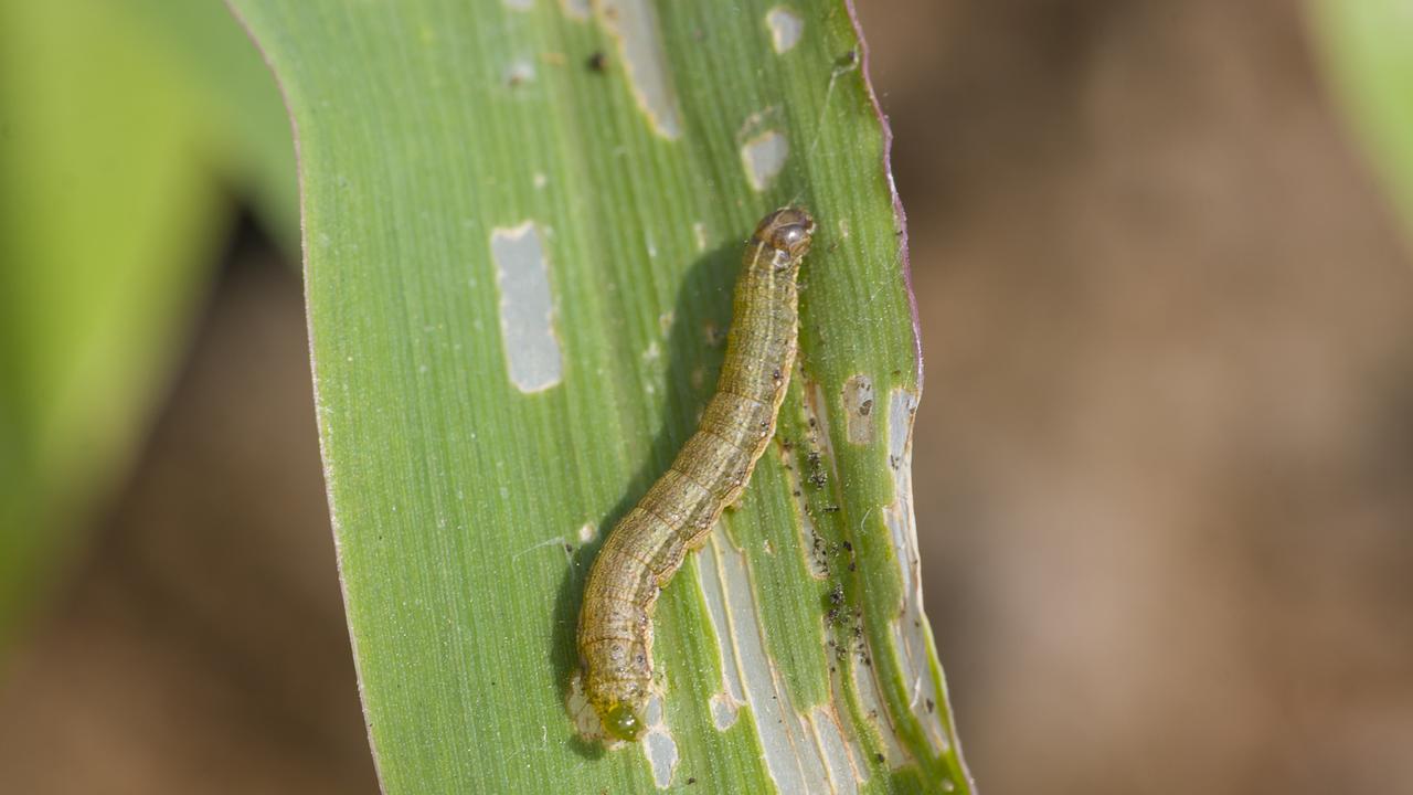 Approval to import a pesticide into Australia, has been granted to prevent crop damage caused by the fall armyworm.