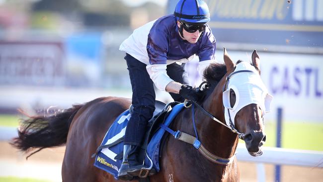 Tarzino looks a standout in the Rosehill Guineas. Picture: Glenn Ferguson