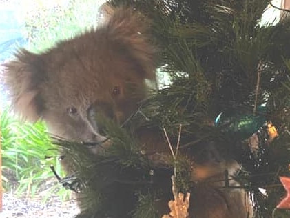 The koala was released back into the wild after being rescued.