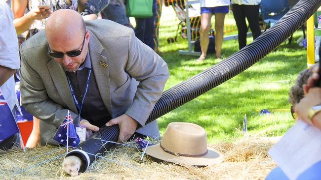 Celebrity ferret racer John X coaxing a ferret out of a pipe during the 2017 Australia Day celebrations at Latrobe's Henley-on-Mersey, Tasmania. Picture: Bruce Mounster.