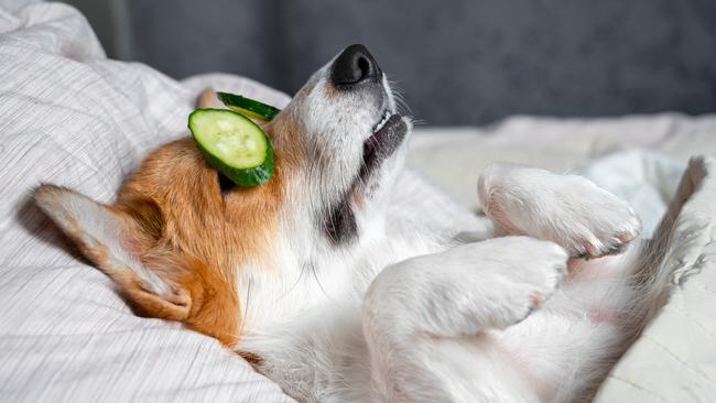 Bunnings is responding to the pet trend by opening up bigger pet sections in its stores. Picture: iStock