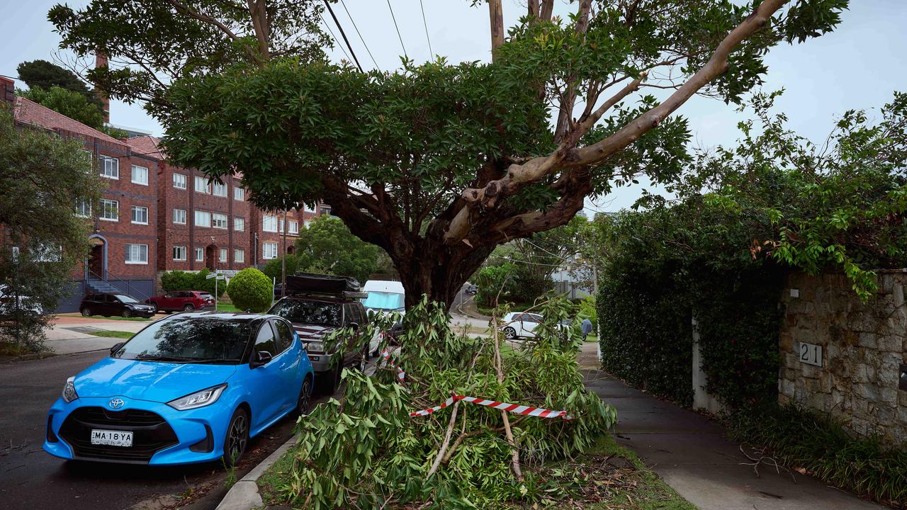 Fallen trees in Bellevue Hill after severe weather hit Sydney this month.