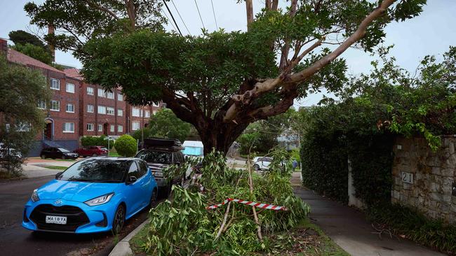 Fallen trees in Bellevue Hill after severe weather hit Sydney this month.