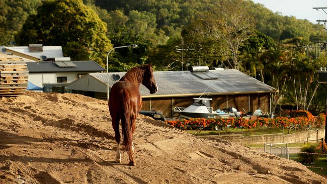 A Horse roaming around suburban streets on Palm Island. Pic Mark Calleja