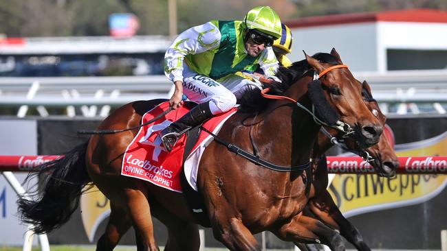 Divine Prophet; Team Hawkes; Caulfield Guineas; Cox Plate; Spring ...