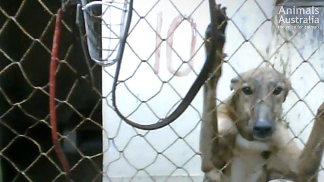 Greyhounds not good enough to race in Australia have been exported to Macau. Picture: Animals Australia