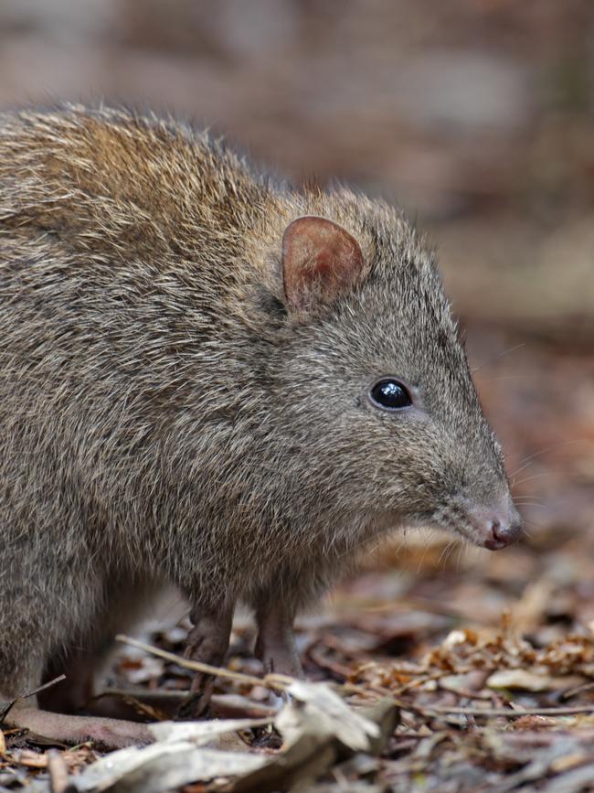 A long-nosed potoroo.