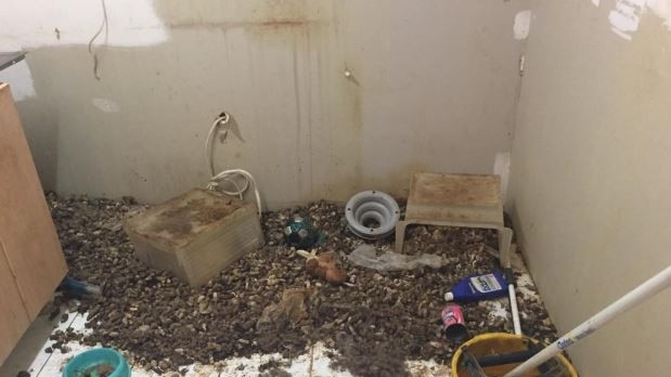 Cats were found living in their own faeces at two different Ipswich homes.