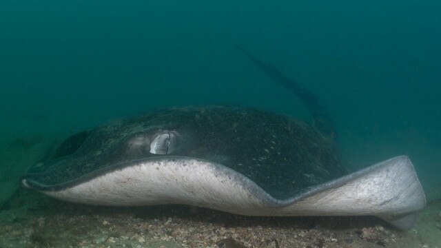 The stingrays were believed to be aged around 20.