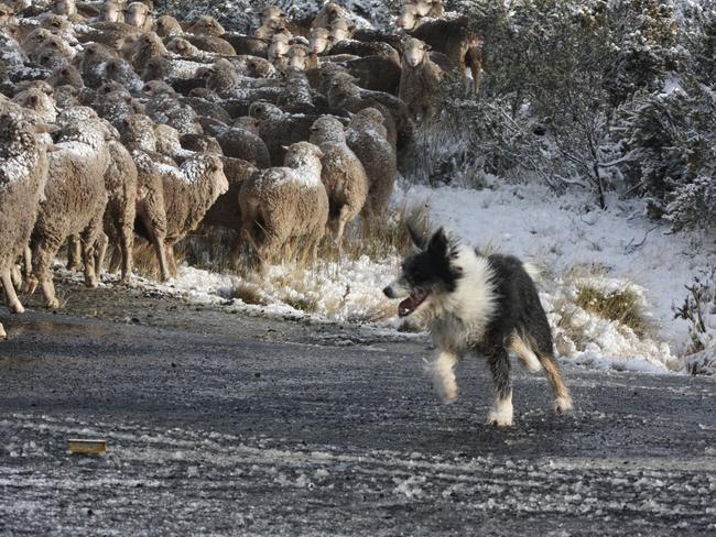 A dog rounds up sheep at Miena on the shores of Great Lake in the Central Highlands. Picture: KAROLIN MACGREGOR 