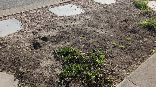 A thief has stolen about a dozen succulents from out the front of a Mile End property. Picture: Craig Harrison