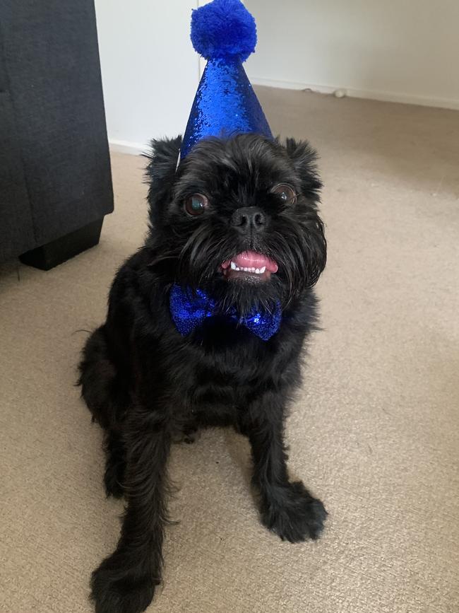 Legs the brussels griffon, sent in by Sophie Hannam, Nairne.