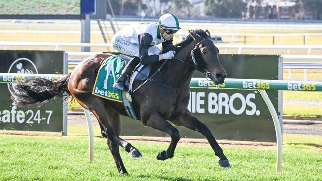 Dom was a dominant winner on debut at Geelong. Picture: Reg Ryan/Racing Photos via Getty Images