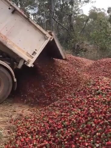 Donnybrook Berries has been forced to dump its stock. Picture: Stephanie Chheang