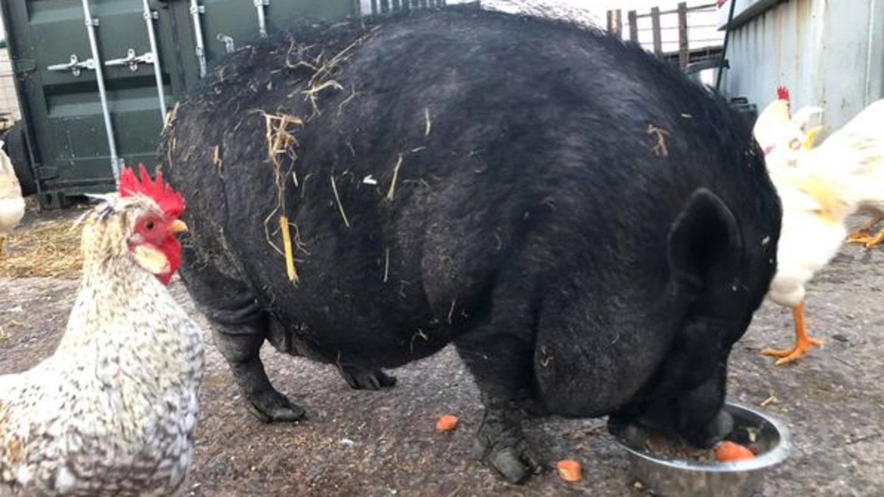 She is on a pig-friendly diet and back down to a healthy weight. Picture: Instagram.