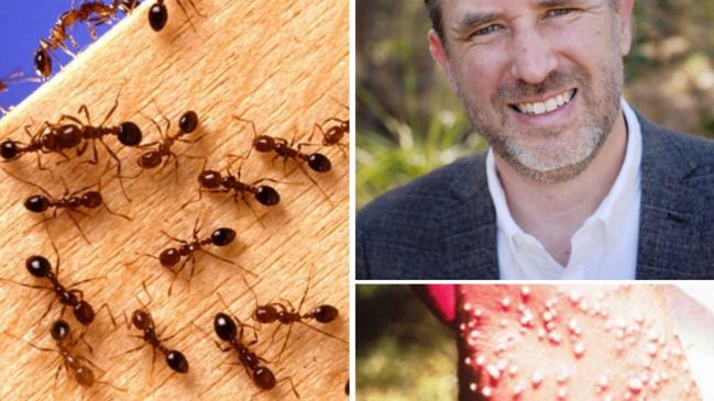 Concerns are increasing about the need for more funding to stop fire ants on the Gold Coast. Lifestyle committee chair Glenn Tozer says council will seek  $300,000 annually from the State Government in a grant.