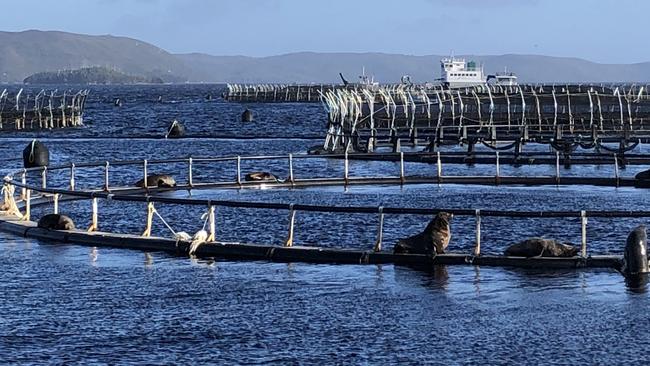 Salmon farming pens in Macquarie Harbour, Tasmania. Picture: Eloise Carr