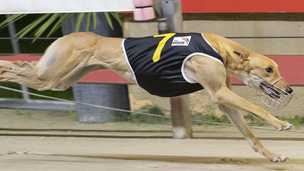 Federal Lilly is favourite to win the Golden Easter Egg on Saturday night.