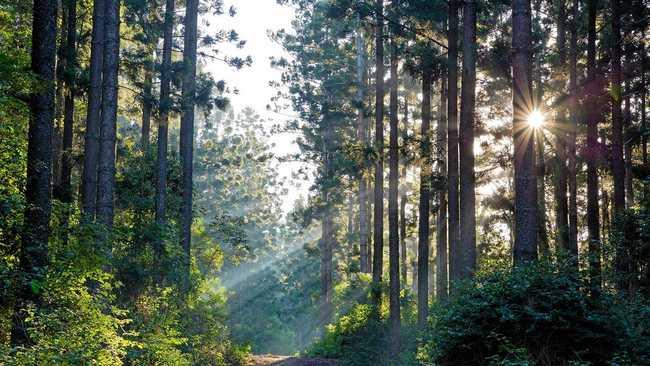 Early morning in State Forest. Picture: Skippaa Litzow