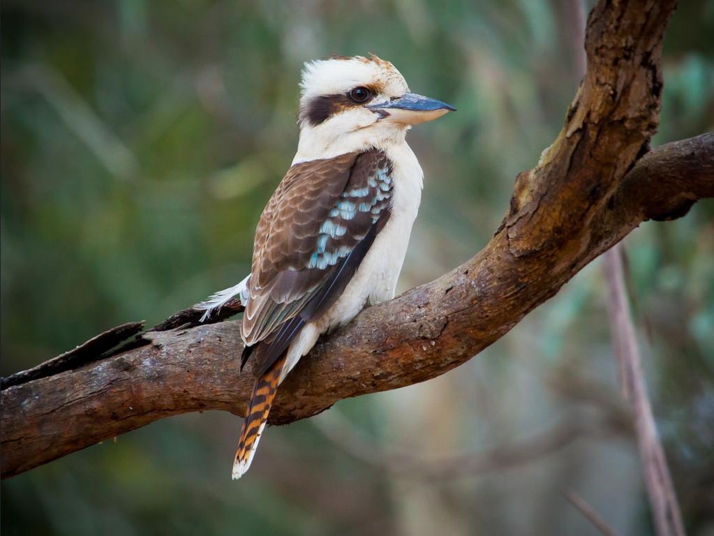 Jaylee said the native Aussie bird swooped straight past her face while she was having coffee with friends at a cafe, outdoors.