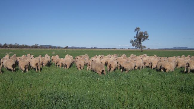 Paraway Pastoral have sold their Borambil Station, which has 10km Lachlan River frontage, while the Wallamundry Creek and the Wallaroi Creek traverse the station.