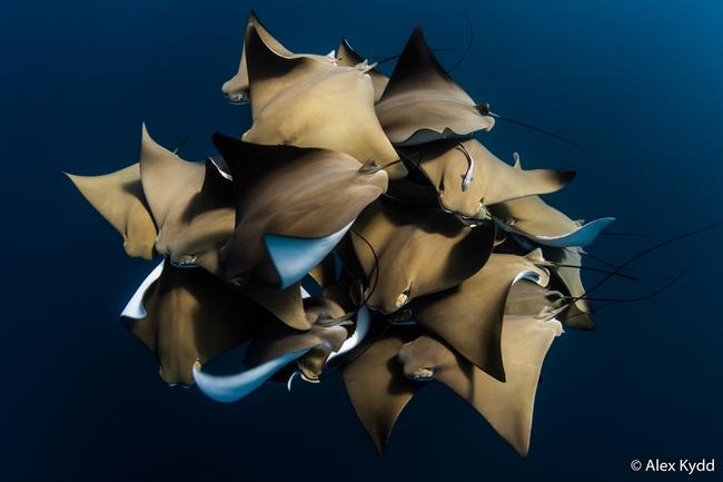 Animal Behaviour Winner by Alex Kydd, Western Australia. ‘A Fever of Cownose Rays’ Cownose Ray.