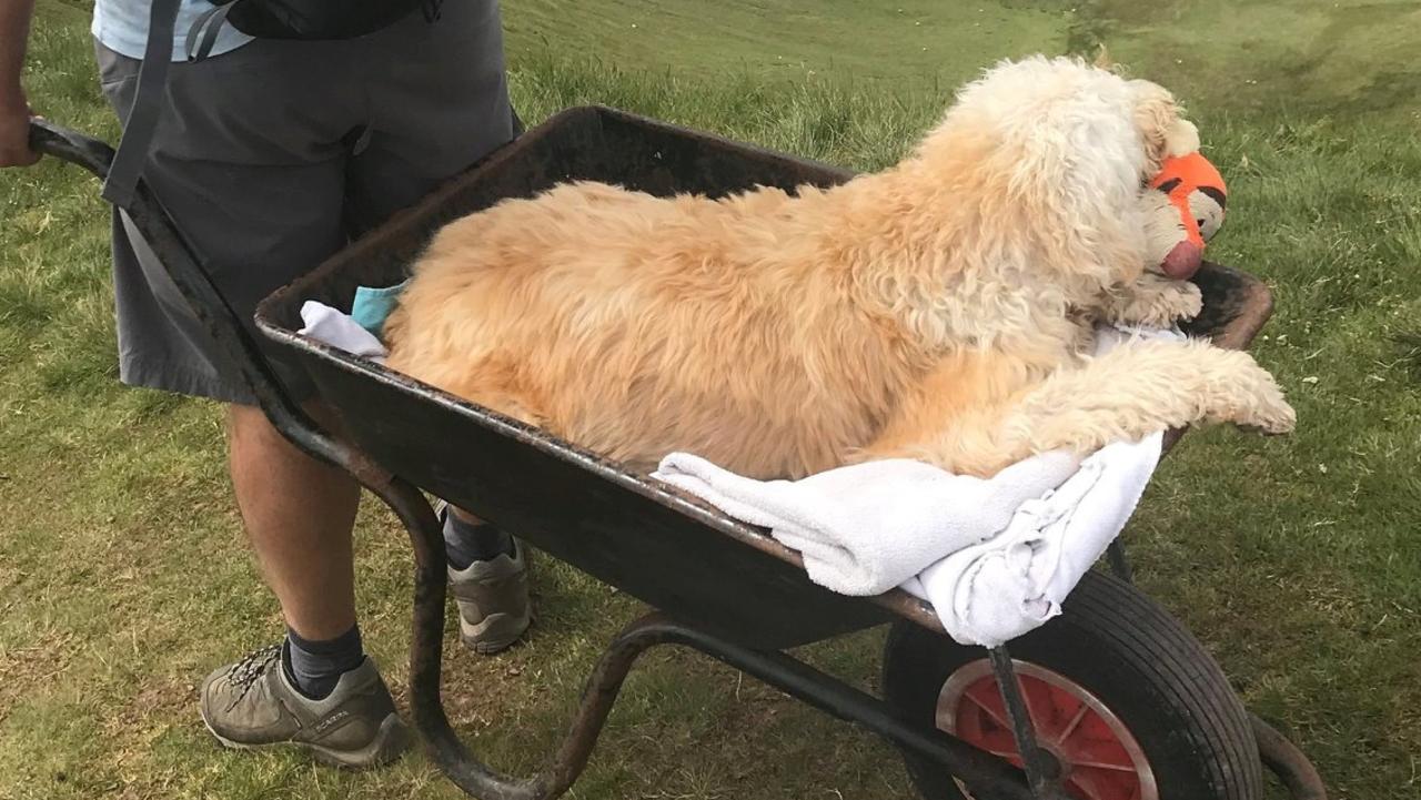 Dog taken up UK mountain in wheelbarrow before dying | news.com.au — Australia's leading news site