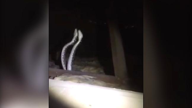 Carpet pythons do battle in a roof space