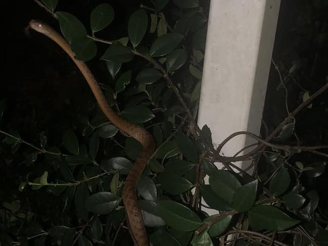 This snake was spotted in the bush outside a home at Pullenvale, Brisbane. PHOTO: Henry Mahoney