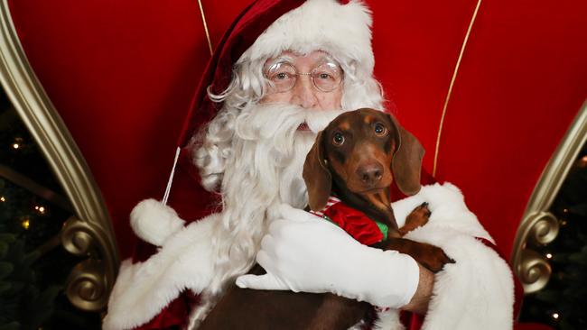 Include your pet in Christmas activities and have their photo taken with Santa at Tweed Mall. Picture Rohan Kelly.