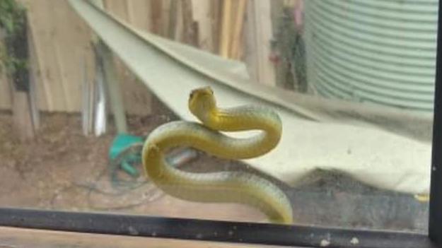 Pssst can we come in? Cyclone zone snakes shelter in homes