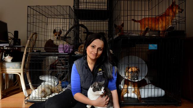 Marisa Debattista from Second Chance Animal Rescue, Westmeadows has successfully obtained the Leader Local Grant round for Hume. It hopes to use the money to put a cat enclosure in the area.