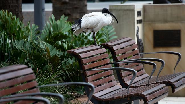 Ibis birds have a mixed diet, suiting them perfectly during the pandemic.