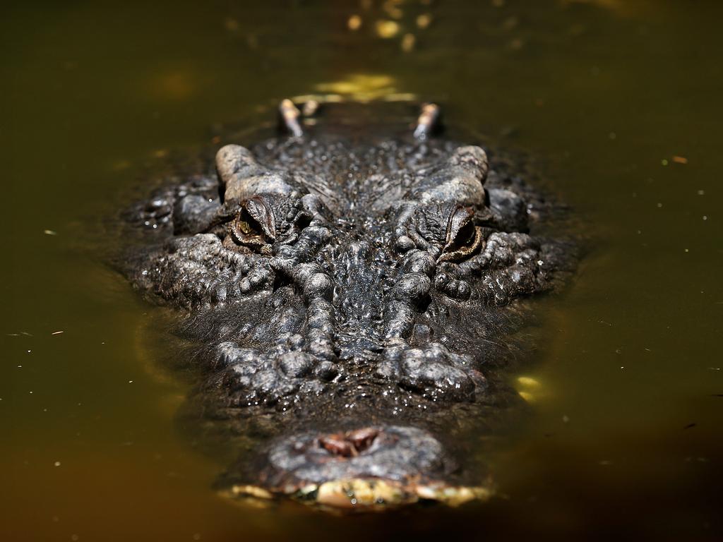 Cassius has reclaimed his crown.
 Green Island's resident giant estuarine crocodile, Cassius, measuring 5.48m, is once again the world's largest crocodile in captivity after Philippines' monster crocodile Lolong died on Sunday night.
 Cassius was first named the world's biggest by the Guinness World Records in 2011.
 But he was stripped of the title last year, when the 6.17m Lolong was captured in the Philippines' town of Bunawan.
 Authorities will try to determine what caused the death of Lolong who had become a star attraction of the marshy town of 37,000 people about 830km southeast of Manila.