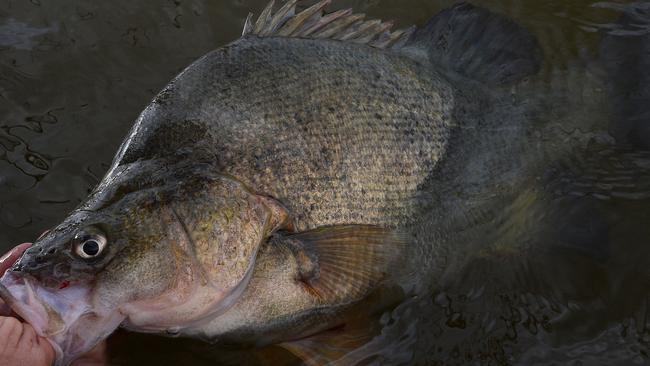 A Yellowbelly is returned to the water with many inland anglers practising catch and release. Picture by Peter Lorimer