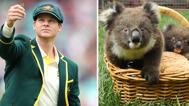Steve Smith is now saving Australia's koalas.