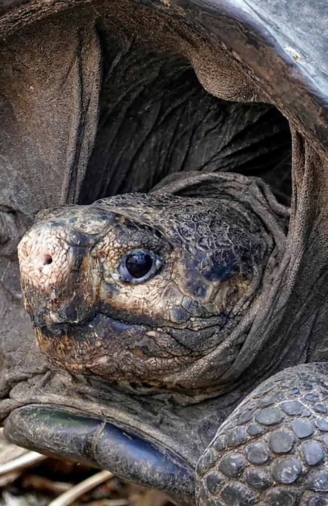 Tortoise feared extinct for a century found on remote Galapagos island