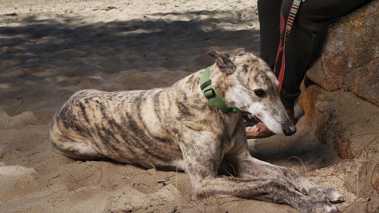 Peter Gee’s greyhound Laddie. Picture: Nikki Davis-Jones