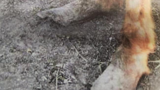 Overgrown hooves on a pony. Photos: Courts SA