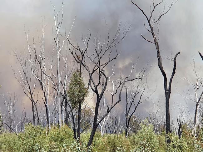 ‘Glowing with fire’: Crews continue to battle fast-growing bushfire