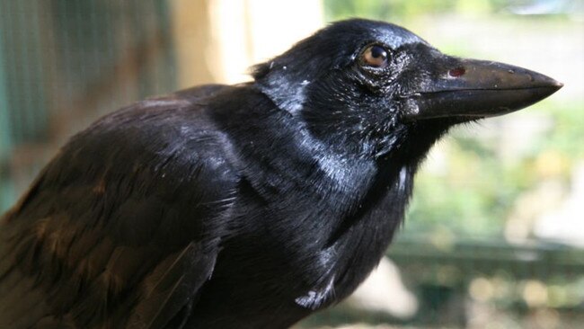 The New Caledonian Crow has confirmed its reputation as a clever clogs. Picture: Supplied