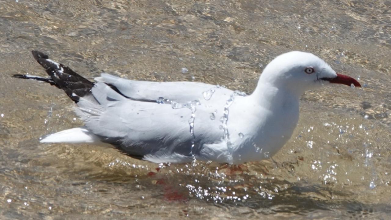 Even the seagulls were keen to hit the water as the mercury rose. Picture: Chris Knight