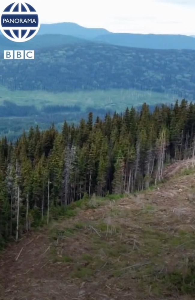 Wood pellets are classified as ‘renewable’ energy. Source: BBC Panorama