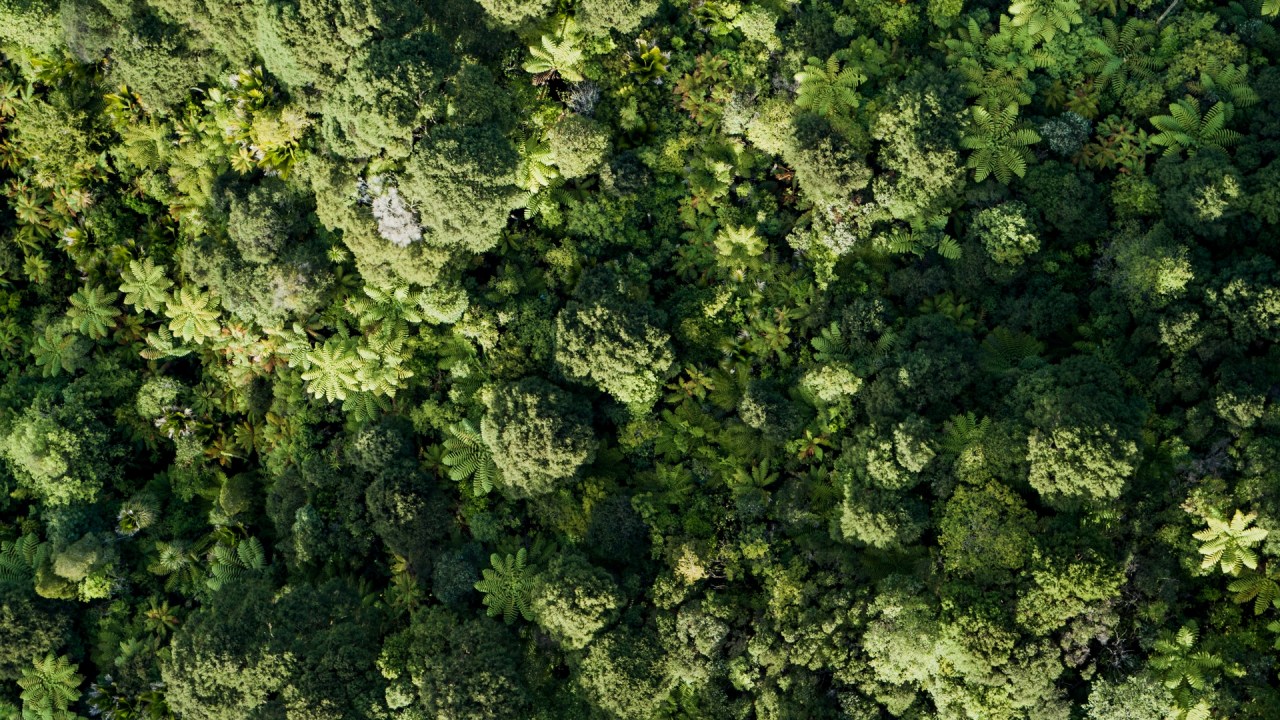 Waitakere Ranges.