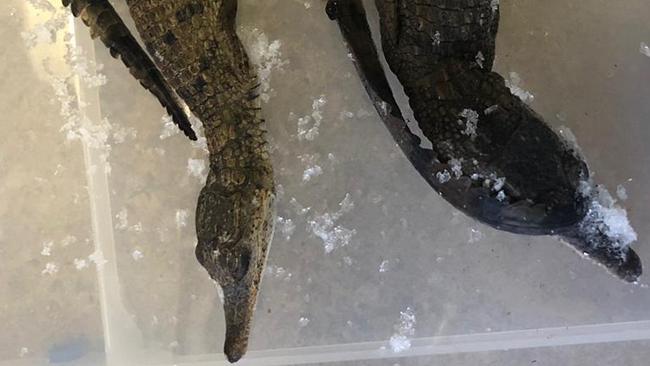 Police raided a home in Lethbridge Park yesterday and seized up to 20 animals, including two dead crocodiles. Picture: NSW Police