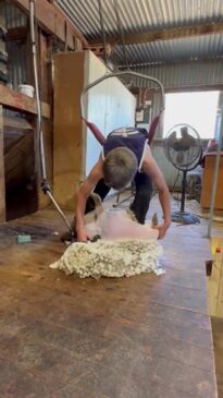 Young gun takes shearing world by storm