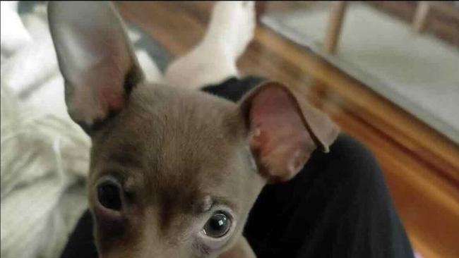 REVEALED: Fraser Coast’s cutest pooch crowned