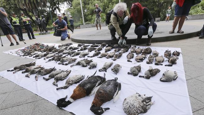 Protesters from the Coalition Against Duck Shooting preparing the display of shot native waterbirds. Picture: AAP