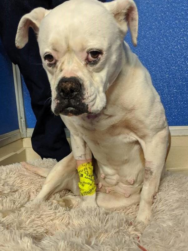 Bella was found suffering from severe injuries.