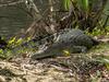 Croc sighting at popular nature reserve in Cairns